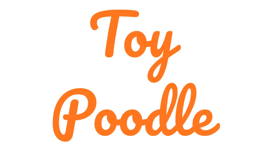 Toy Poodle Çiftliği