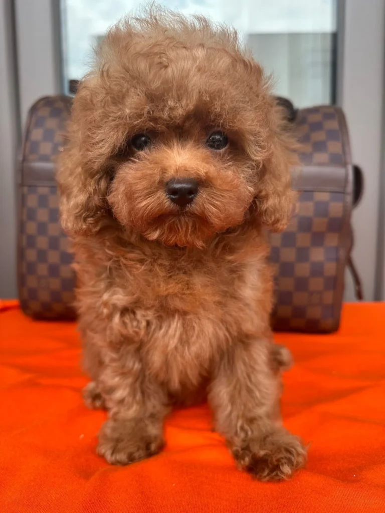toy-poodle-çiftliği